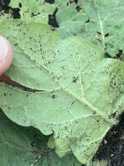 Nicotiana repanda