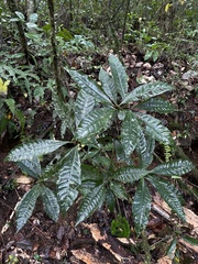 Parathesis crenulata