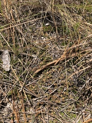 Pyxidanthera brevifolia