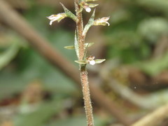 Cyclopogon cranichoides