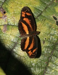 Castilia eranites
