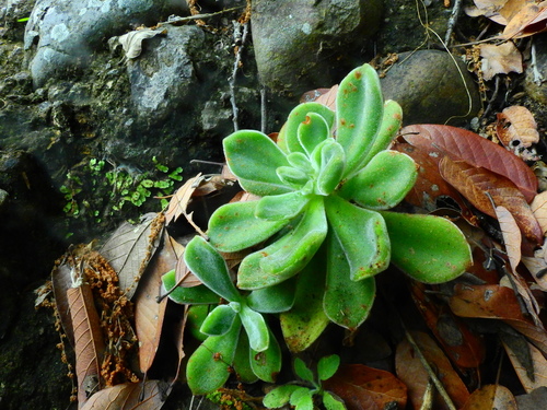 Plush Plant (Echeveria pulvinata)