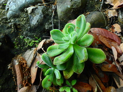 Echeveria pulvinata