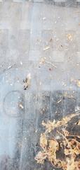 Formicinae