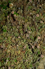 Acaena profundeincisa