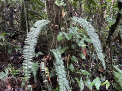 Nephrolepis rivularis