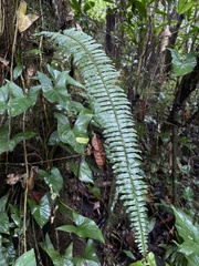 Nephrolepis rivularis