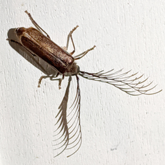 Enneaphyllus aeneipennis