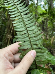 Nephrolepis rivularis