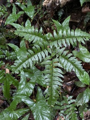 Adiantum latifolium