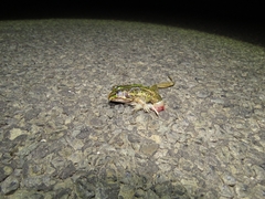 Ranoidea alboguttata