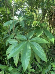 Pachira glabra