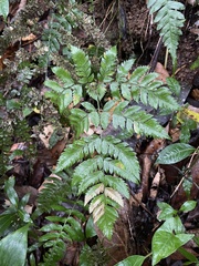 Polystichopsis chaerophylloides