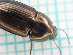 Amara similata