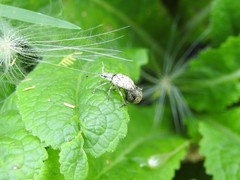 Platyomus elegantulus