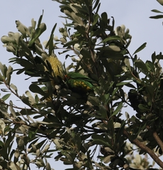 Trichoglossus moluccanus