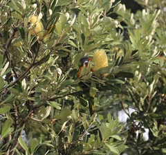 Trichoglossus moluccanus