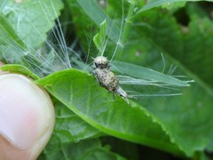 Platyomus elegantulus