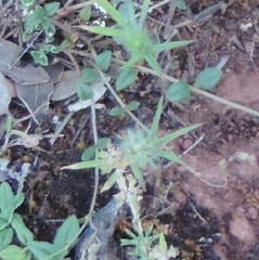 Trifolium angustifolium