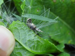 Platyomus elegantulus