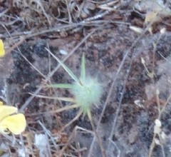 Trifolium angustifolium