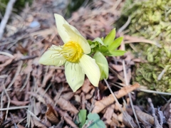Helleborus