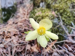 Helleborus