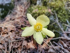 Helleborus