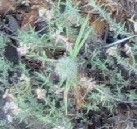 Trifolium angustifolium