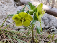 Helleborus