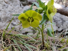 Helleborus