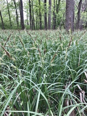 Carex hyalinolepis