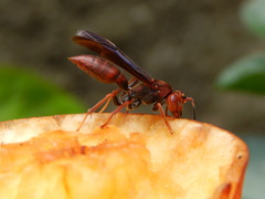 Polistes lanio