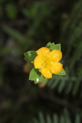 Hypericum mexicanum