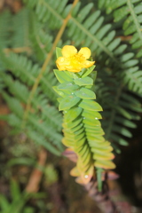 Hypericum mexicanum