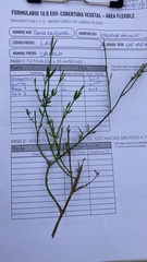 Verbena montevidensis