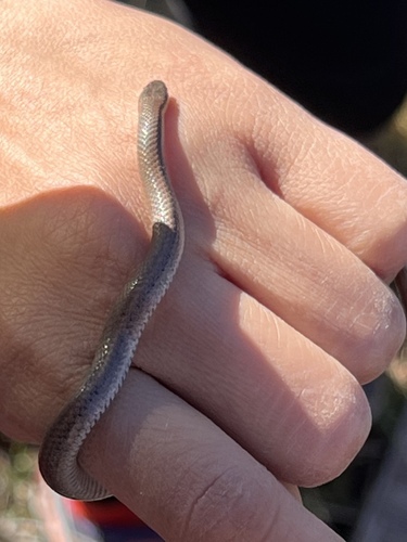 iNaturalist observation photo of Common Sharp-tailed Snake