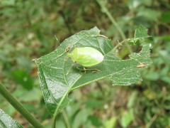 Chlorocoris distinctus
