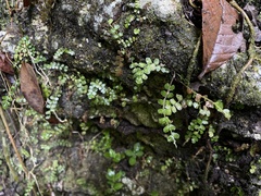 Asplenium dentatum