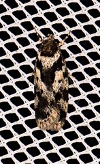 Barea confusella