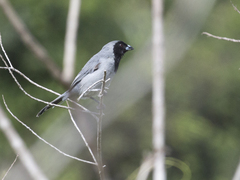 Schistochlamys melanopis