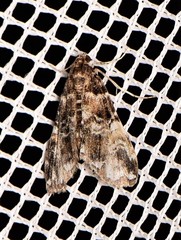 Elophila responsalis