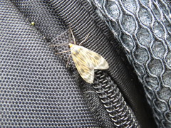 Eucereon phaeoprocta