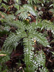 Adiantum latifolium