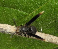 Parachartergus fraternus