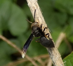 Parachartergus fraternus