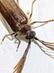 Enneaphyllus aeneipennis