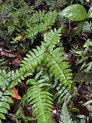 Adiantum latifolium