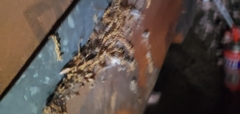 Formicinae