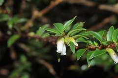 Disterigma alaternoides